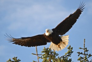 eagle flying
