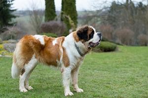 saint bernard dog